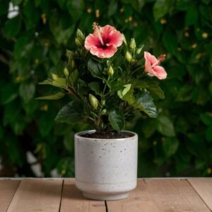 Hibiscus plant